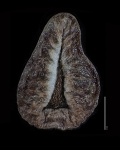 Ventral of Nutlet for SDSU 20017